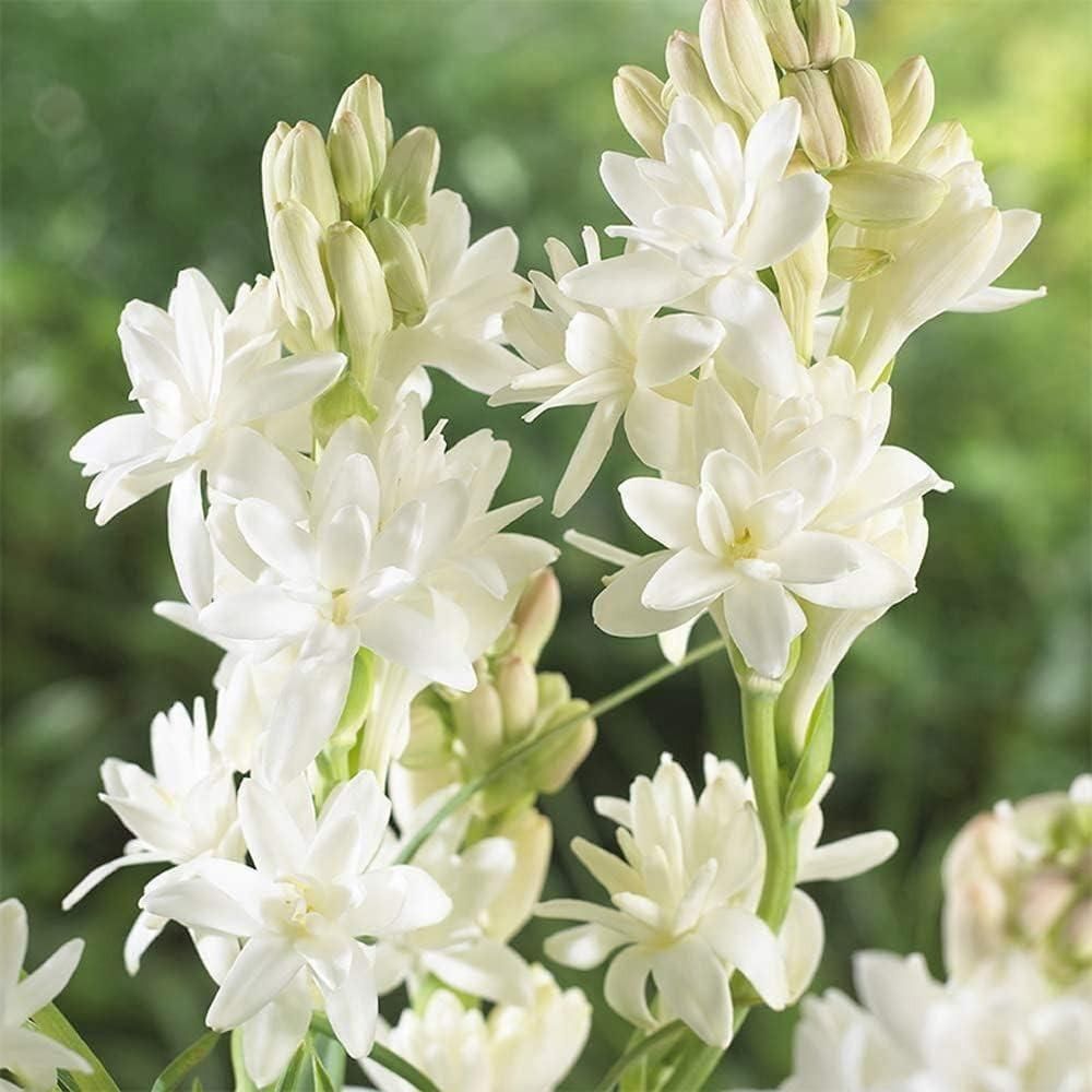 ?Rajnigandha Double Patel Tuberose Bulbs (Pack of 2)